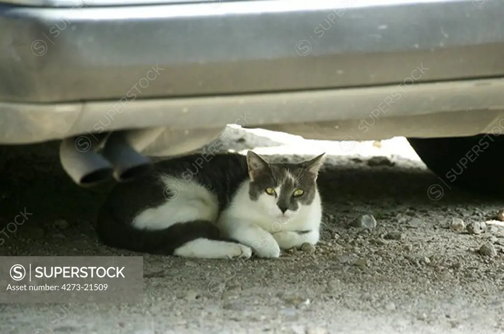 Cat laying under Car