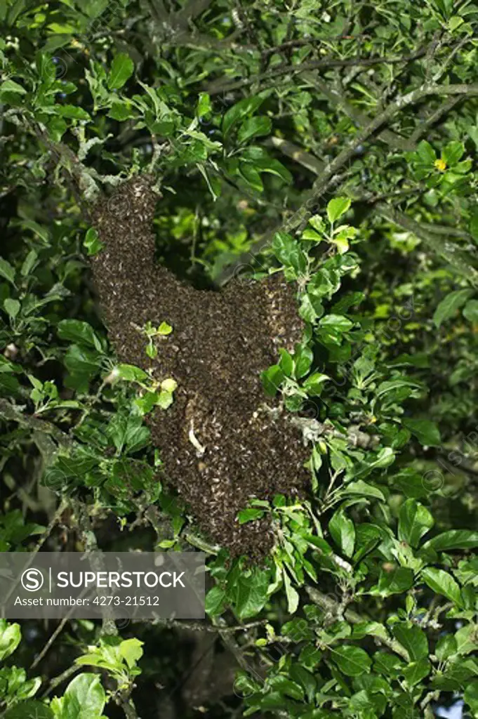 Honey Bee, apis mellifera, Wild Swarm, Normandy