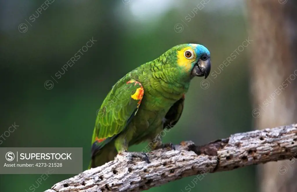 Blue-Fronted Amazon Parrot or Turquoise-Fronted Amazon Parrot, amazona aestiva, Adult standing on Branch, Pantanal in Brazil