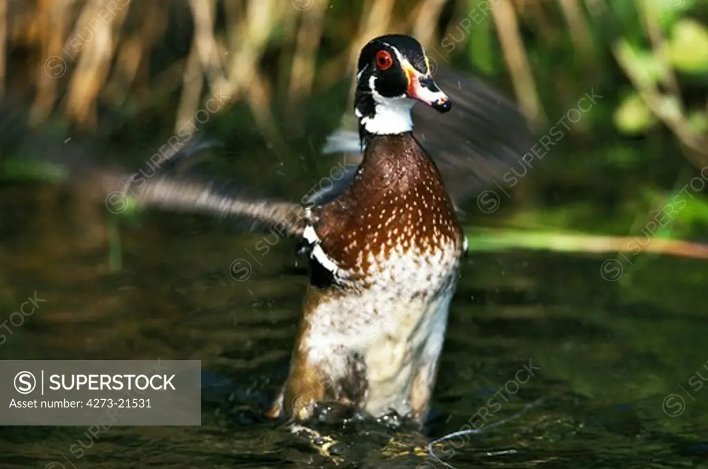 Wood Duck, aix sponsa, Male opening Wings