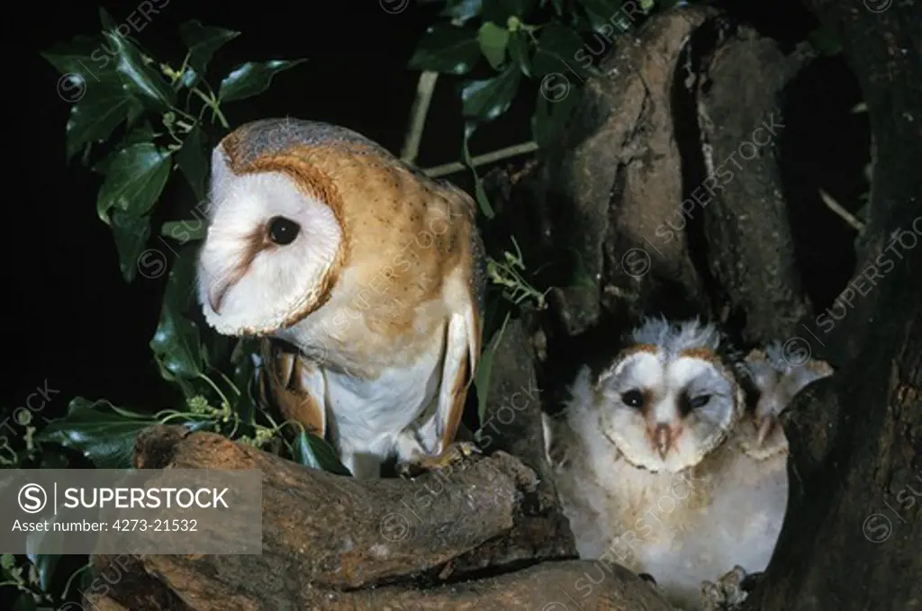 Barn Owl, tyto alba, Adult and  Chick