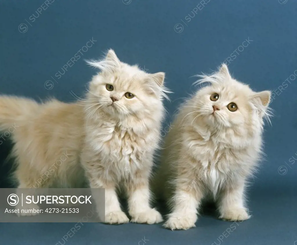 Cream Persian Domestic Cat, Kitten