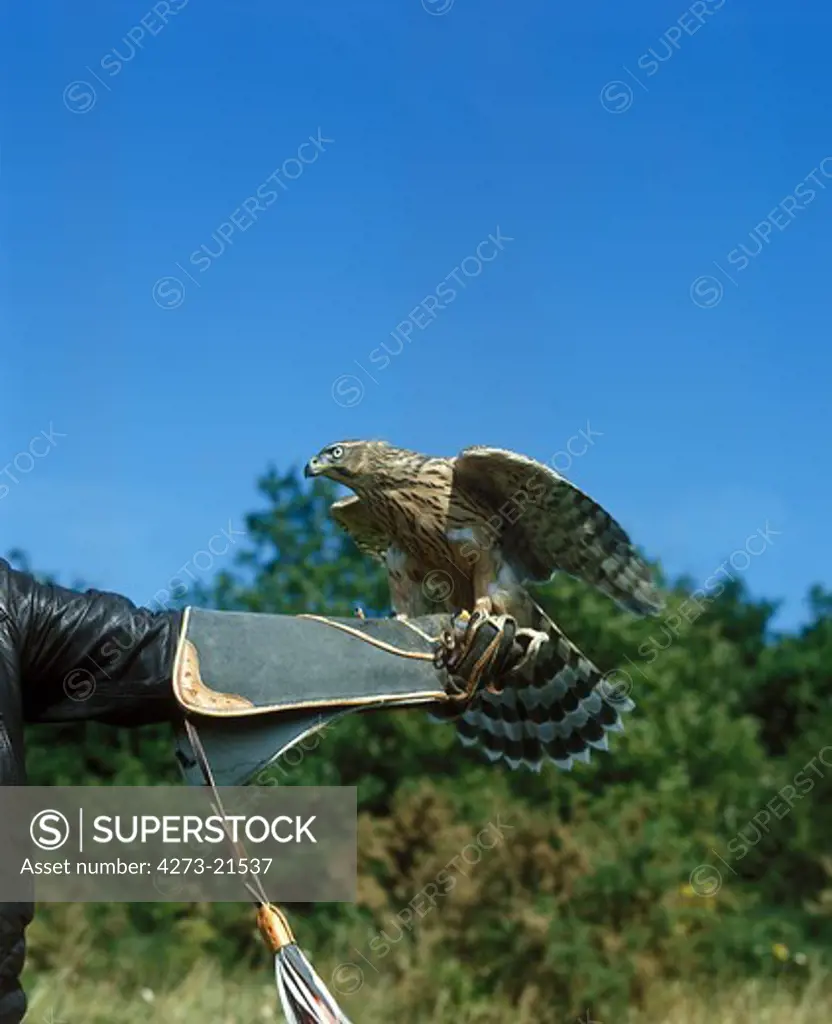 Falconer with Goshawk, accipiter gentilis
