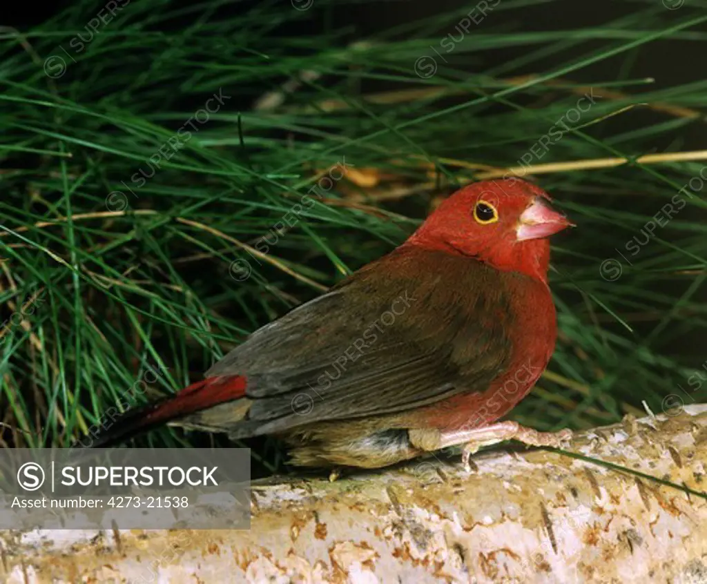 Red-Billed Firefinch, lagonosticta senegala