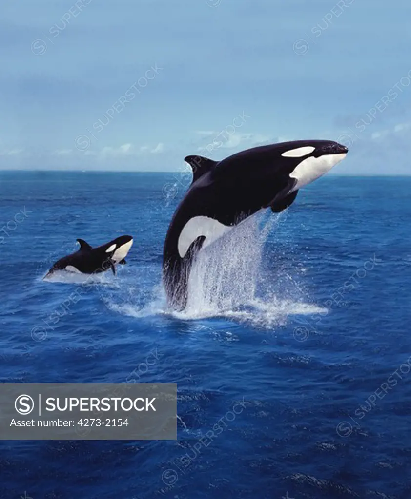 Killer Whale Orcinus Orca, Mother And Calf Leaping