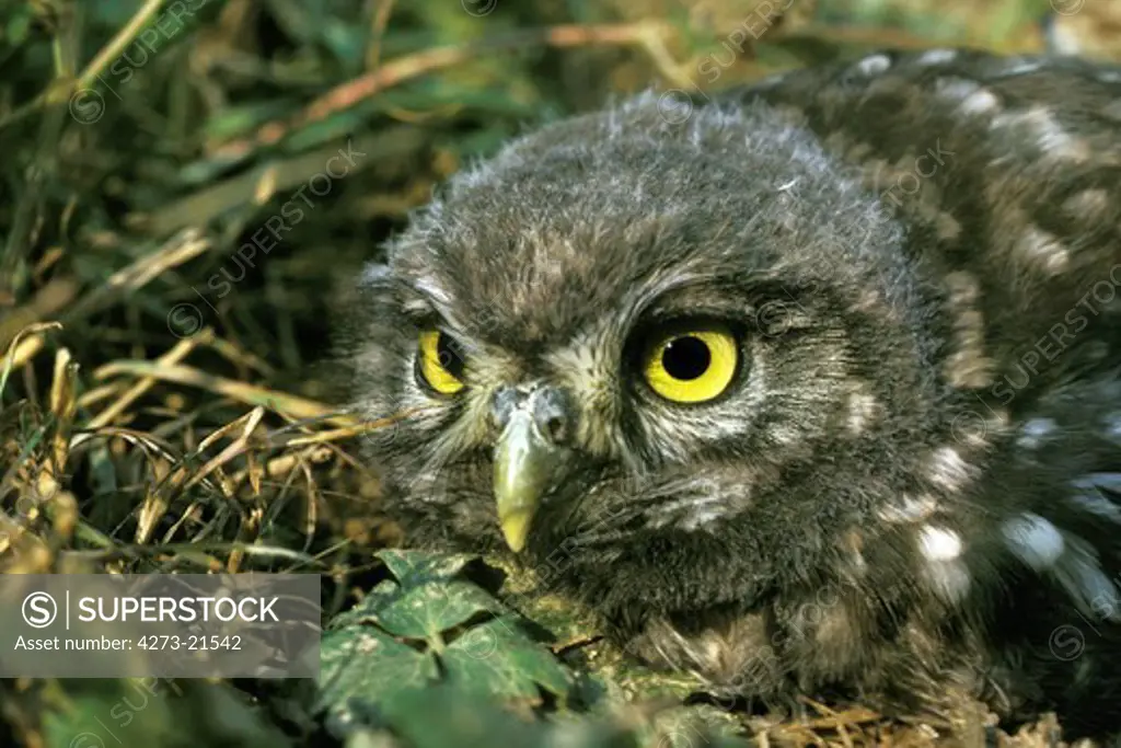 Little Owl, athene noctua, Young, Normandy