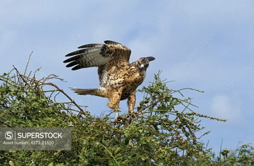 Galapagos Hawk, buteo galapagoensis, Adult in Flight, Taking off, Galapagos Islands