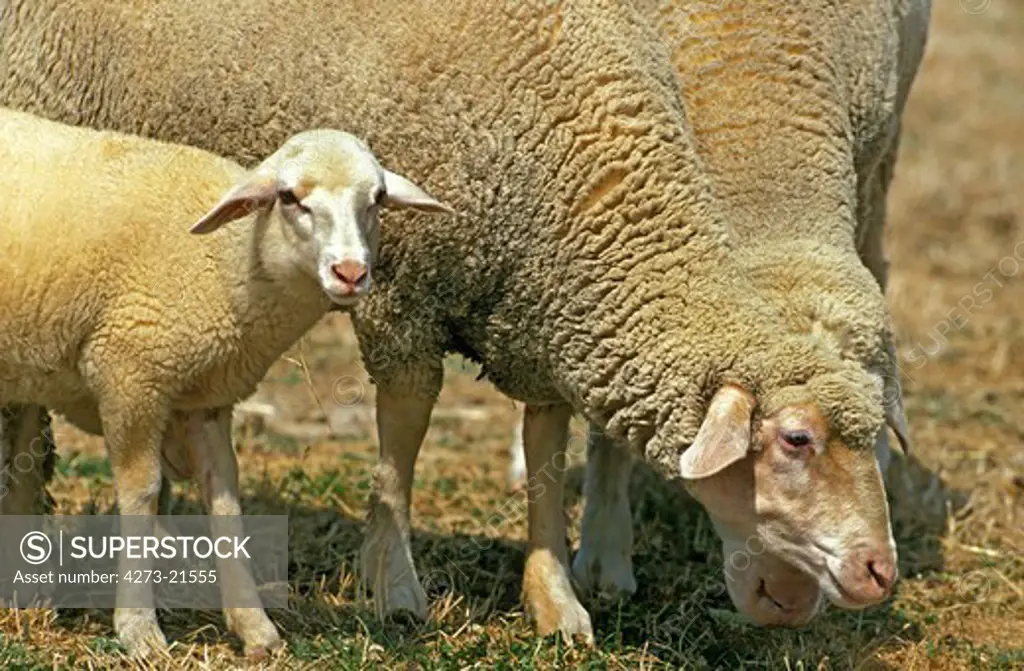 Wurtemberg Domestic Sheep, German Breed, Ewe and Lamb