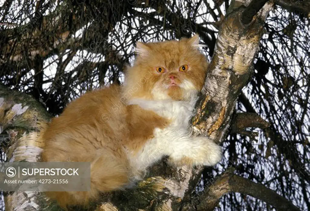 Red and White Bicolor Persian Domestic Cat, Adult standing in Tree