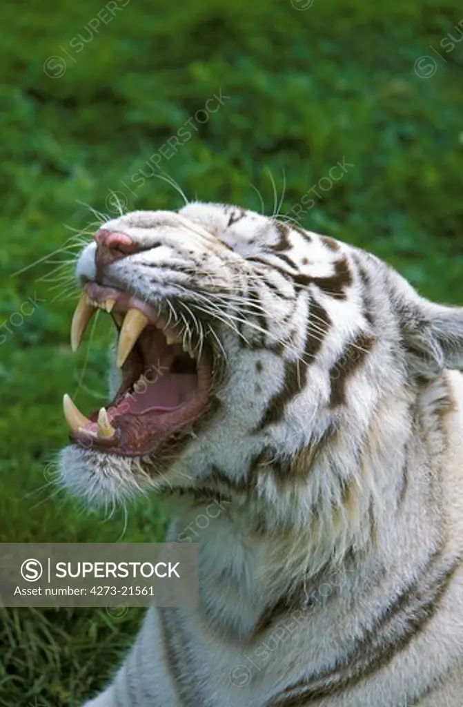 White Tiger, panthera tigris, Adult Yawning