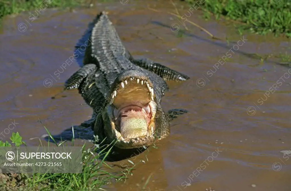 American Alligator, alligator mississipiensis, Adult in Defensive Posture with Open Mouth