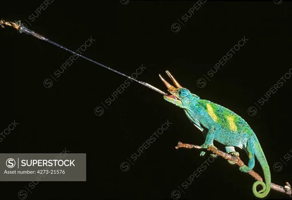 Jackson's Chameleon, chamaeleo jacksoni, Male  striking at an Insect