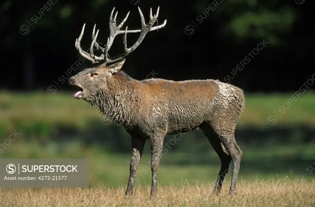 Red Deer, cervus elaphus, Stag Roaring during the Rutting season