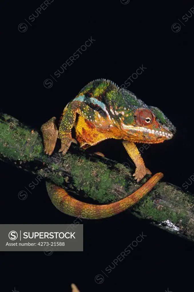 Jewelled Chameleon or Carpet Chameleon, furcifer lateralis, Adult against Black Background