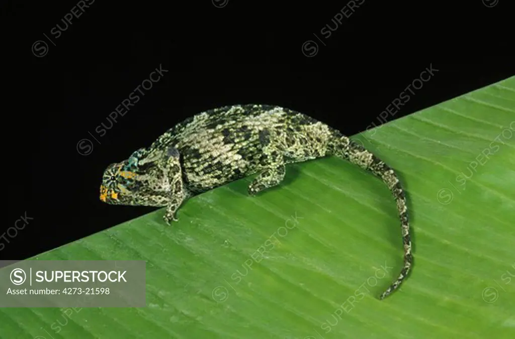 Jackson's Chameleon, chamaeleo jacksoni, Female against Black Background