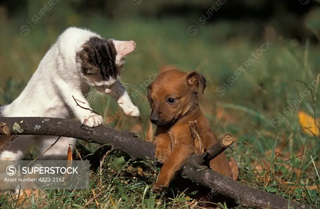 Dog And Comestic Cat Playing With A Branch
