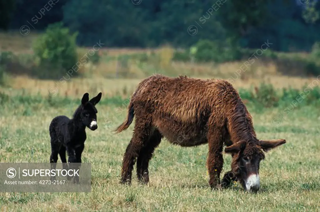 Poitou Donkey Or The Baudet Du Poitou, A French Breed, Mare With Foal