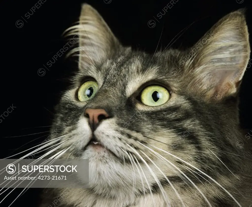 Skogkatt Domestic Cat, Portrait of Adult against Black Background