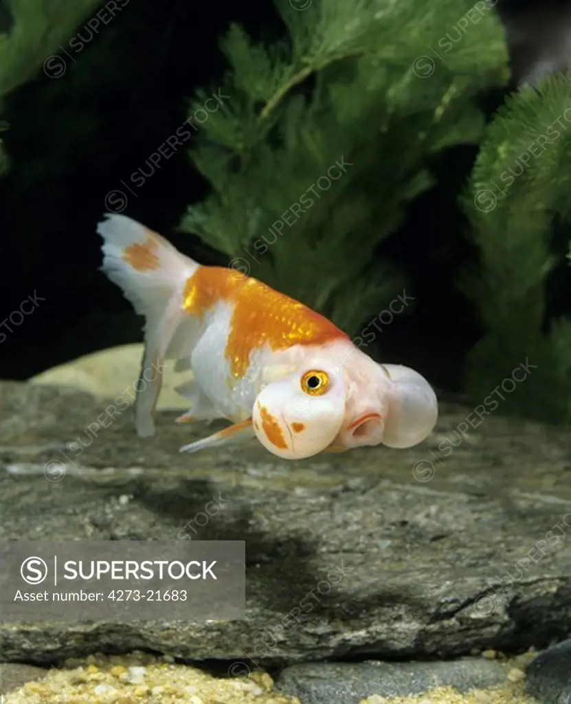 Bubble Eye Goldfish, carassius auratus