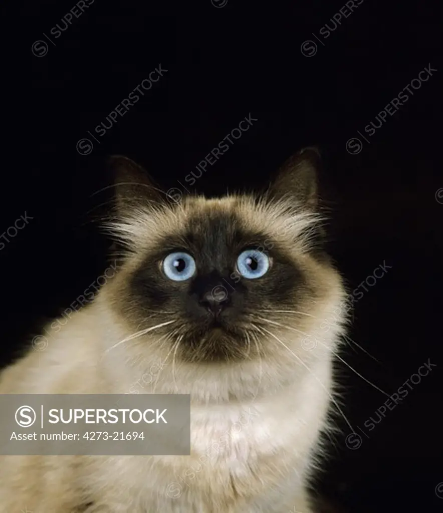 Birmanese Domestic Cat against Black Background