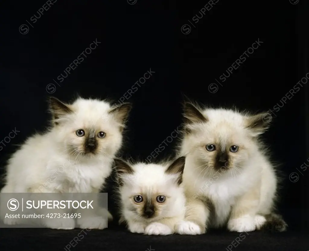Birmanese Domestic Cat, Kittens against Black Background