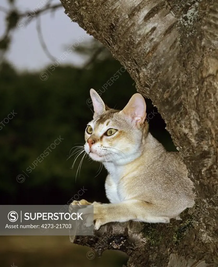 Singapura Domestic Cat standing in Tree