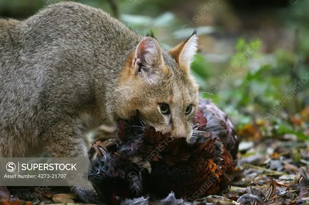 Jungle Cat, felis chaus with a Kill, a Pheasant