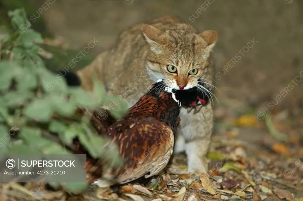 European Wildcat, felis silvestris, with a Kill, a Common pheasant