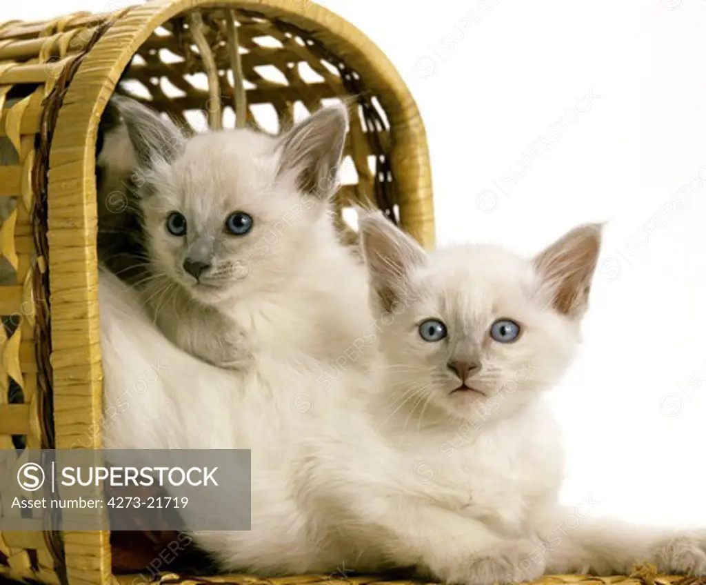 Balinese Domestic Cat, Kittens standing in Basket