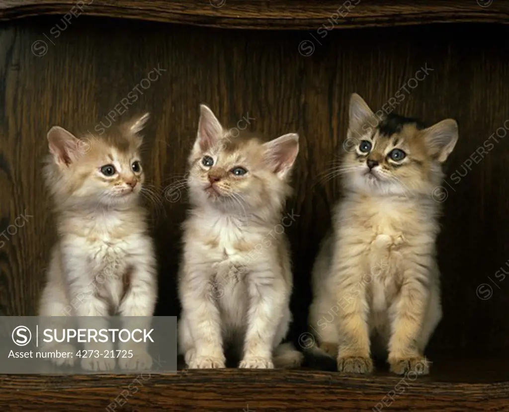 Fawn Somali Domestic Cat, Kittens