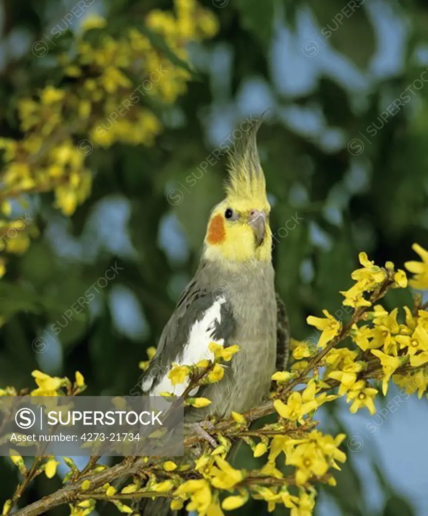 Cockatiel, nymphicus hollandicus, Adult with Flowers