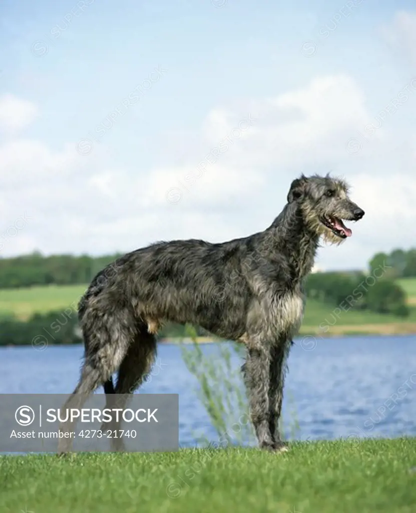 Scottish Deerhound Dog, Male near Lake