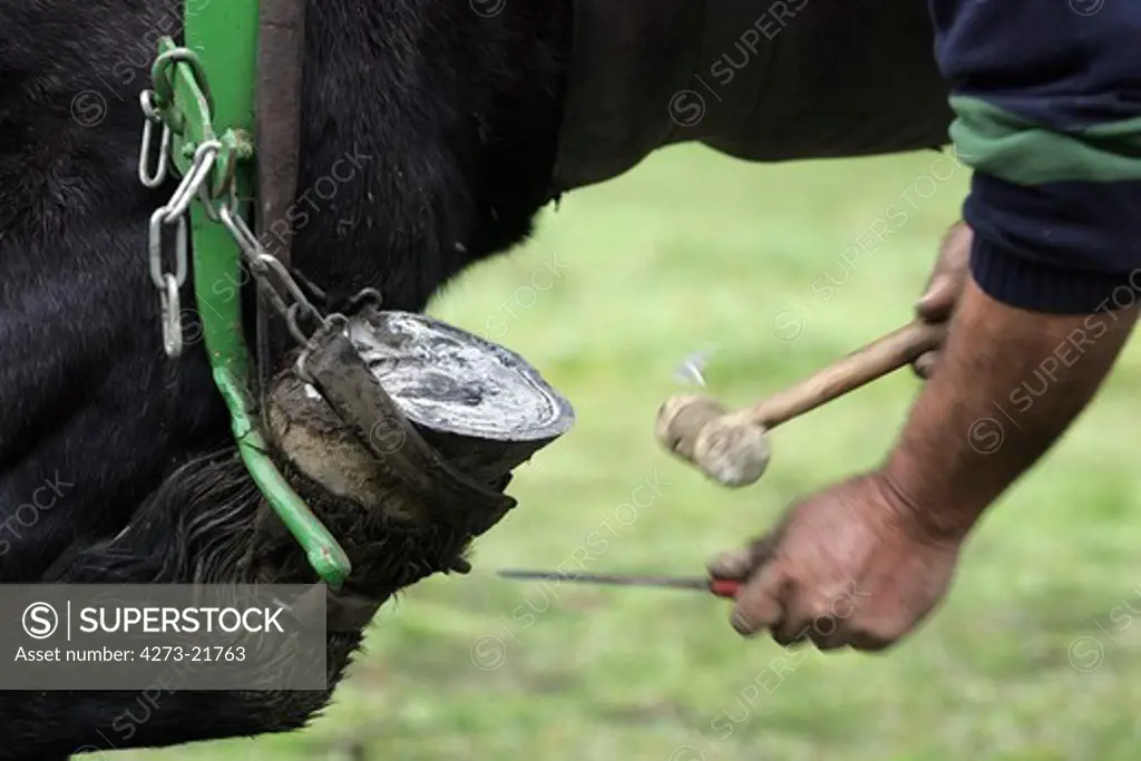 Blacksmith Shoeing Draft horse