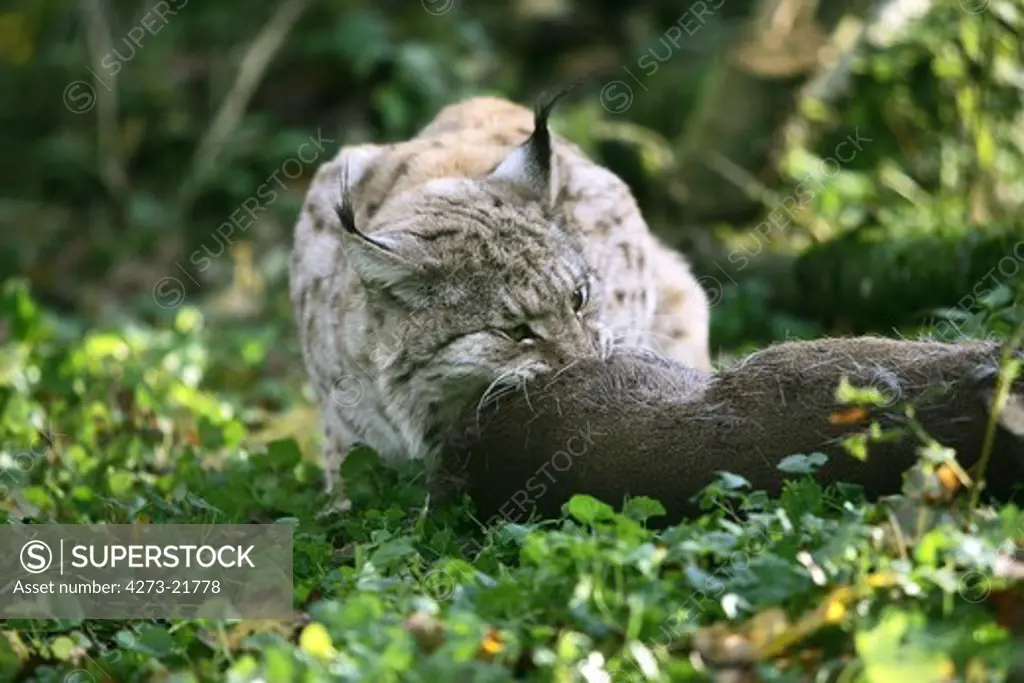 European Lynx, felis lynx with a Kill, a Roe Deer