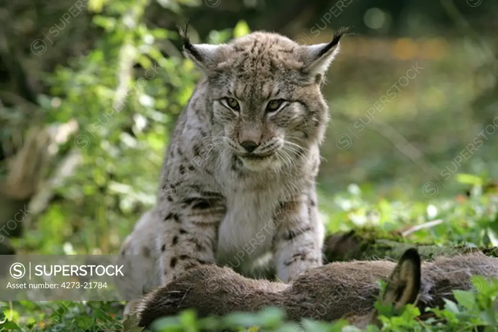European Lynx, felis lynx with a Kill, a Roe Deer