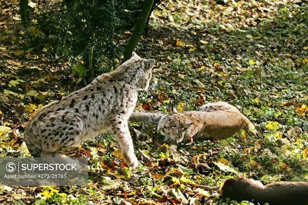 European Lynx, felis lynx, Pair fighting