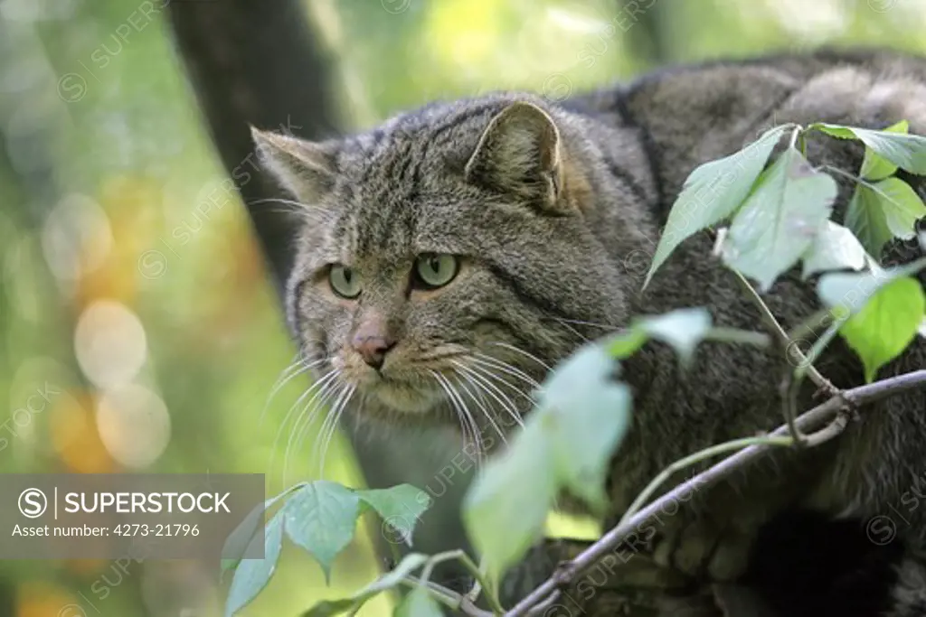 European Wildcat, felis silvestris