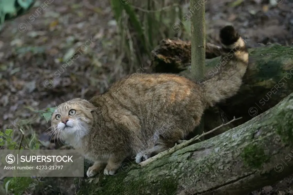 European Wildcat, felis silvestris, Defensive Posture