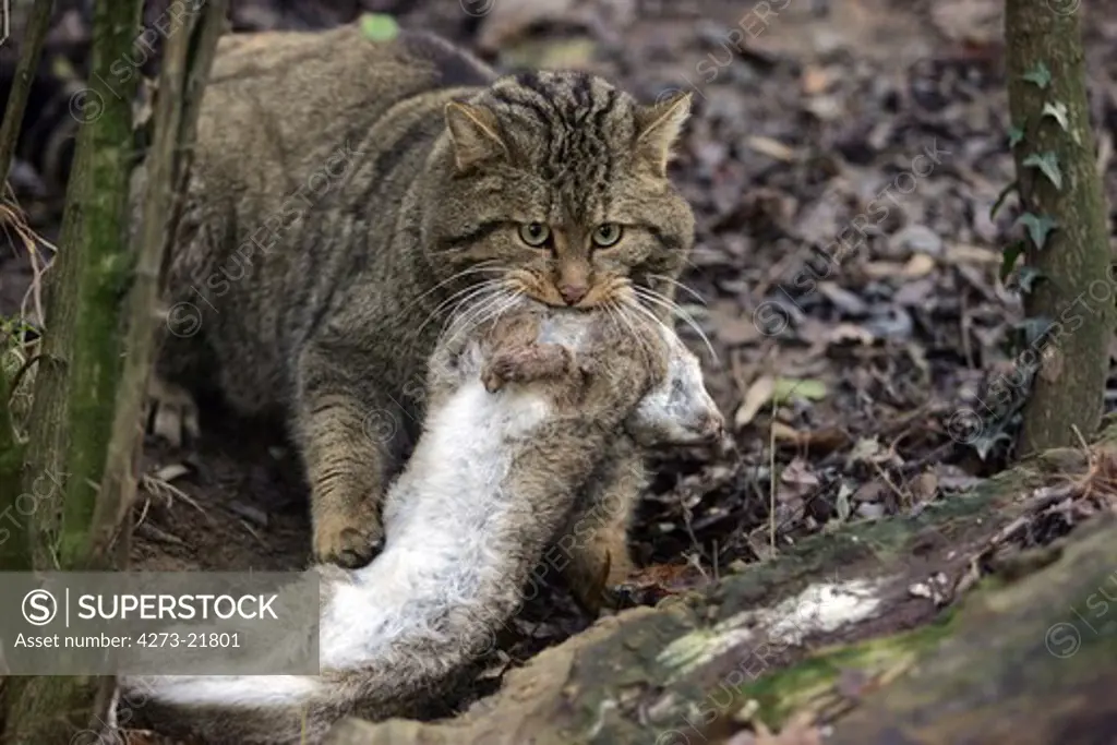 European Wildcat, felis silvestris, with a Kill, an European rabbit