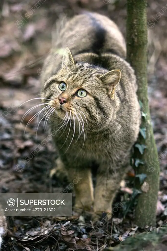 European Wildcat, felis silvestris, Adult