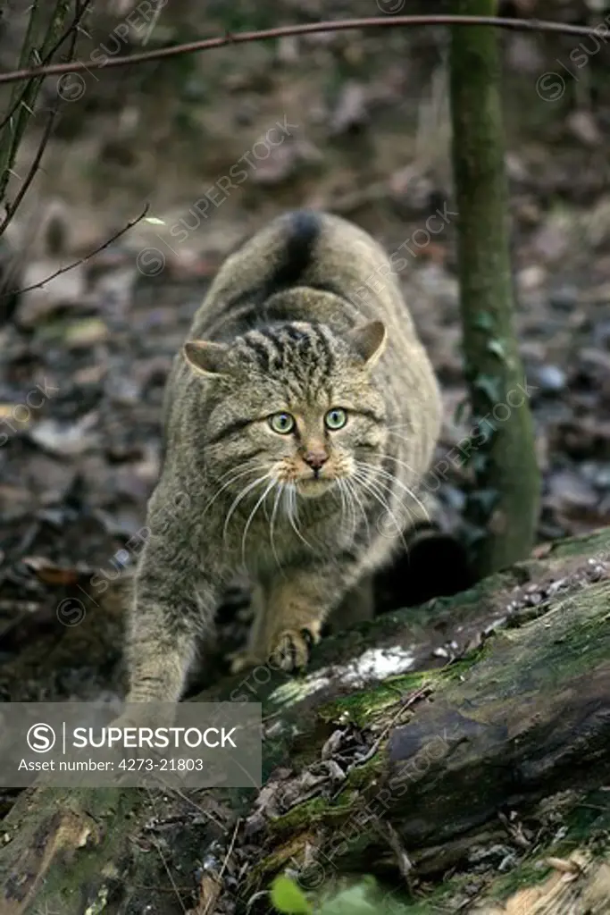 European Wildcat, felis silvestris, Adult