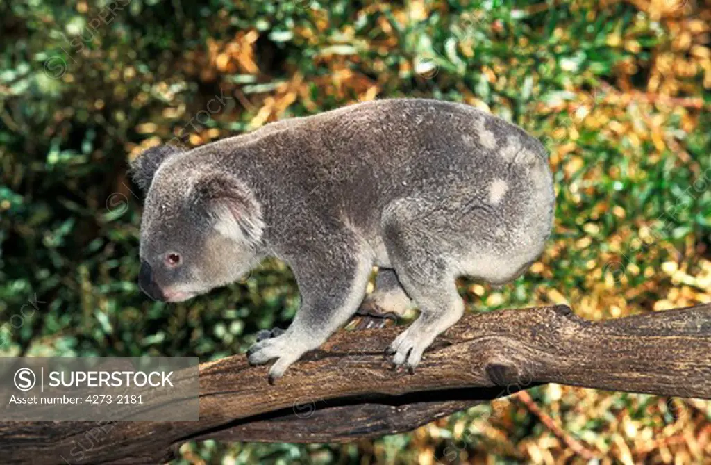 Koala Phascolarctos Cinereus, Adult Walking On Branch, Australia