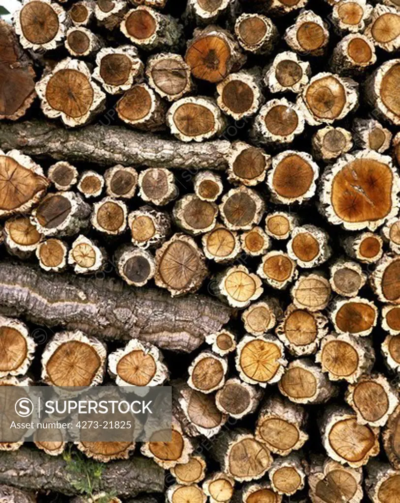 Stack of Wood, Cork Oaks, quercus suber