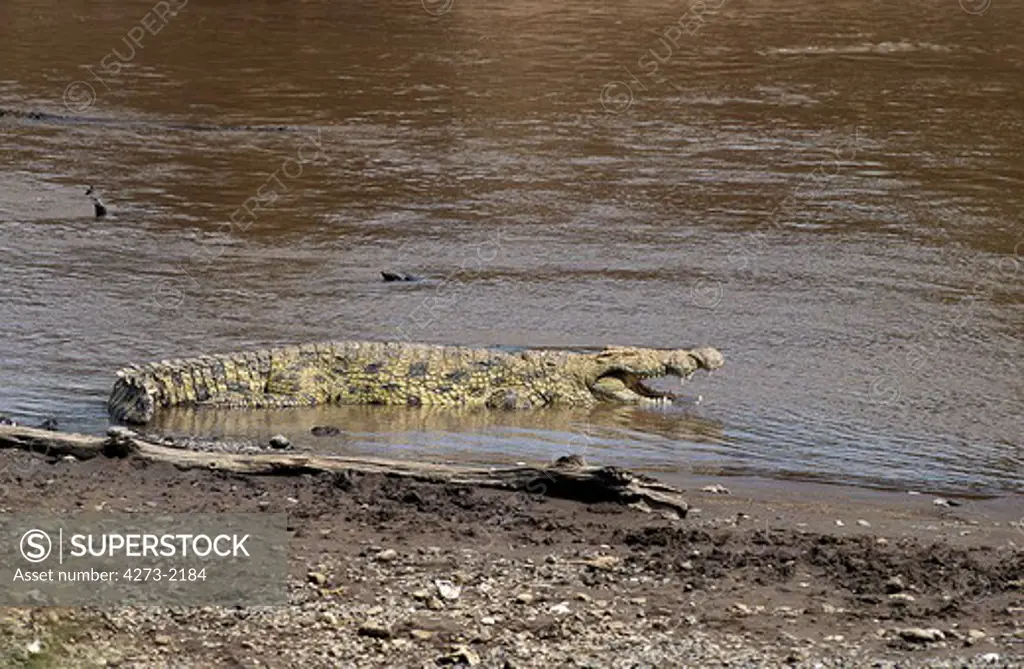 Nile Crocodile Crocodylus Niloticus, Adult Entering River, Masai Mara Park In Kenya