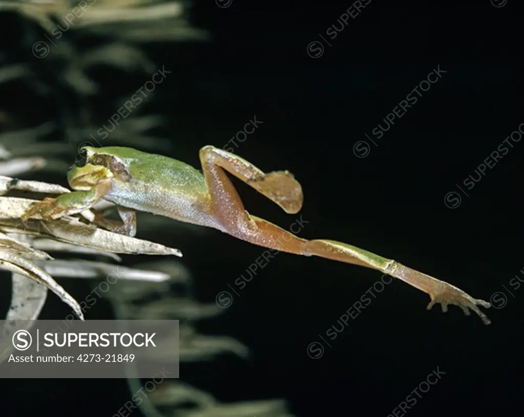 European Tree Frog, hyla arborea, Adult Leaping