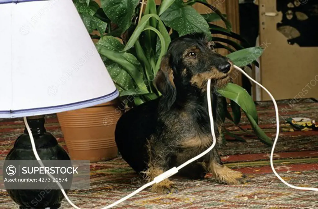 Wire-Haired Dachshund playing with Electric Wire