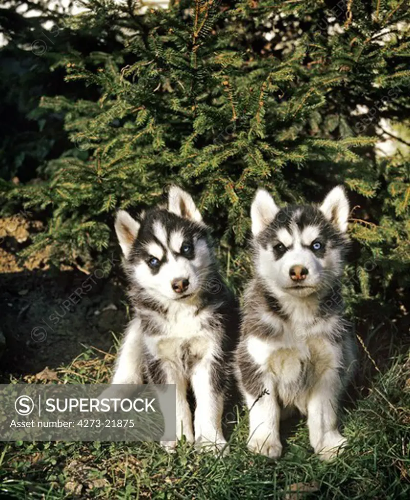 Siberian Husky Dog, Pups