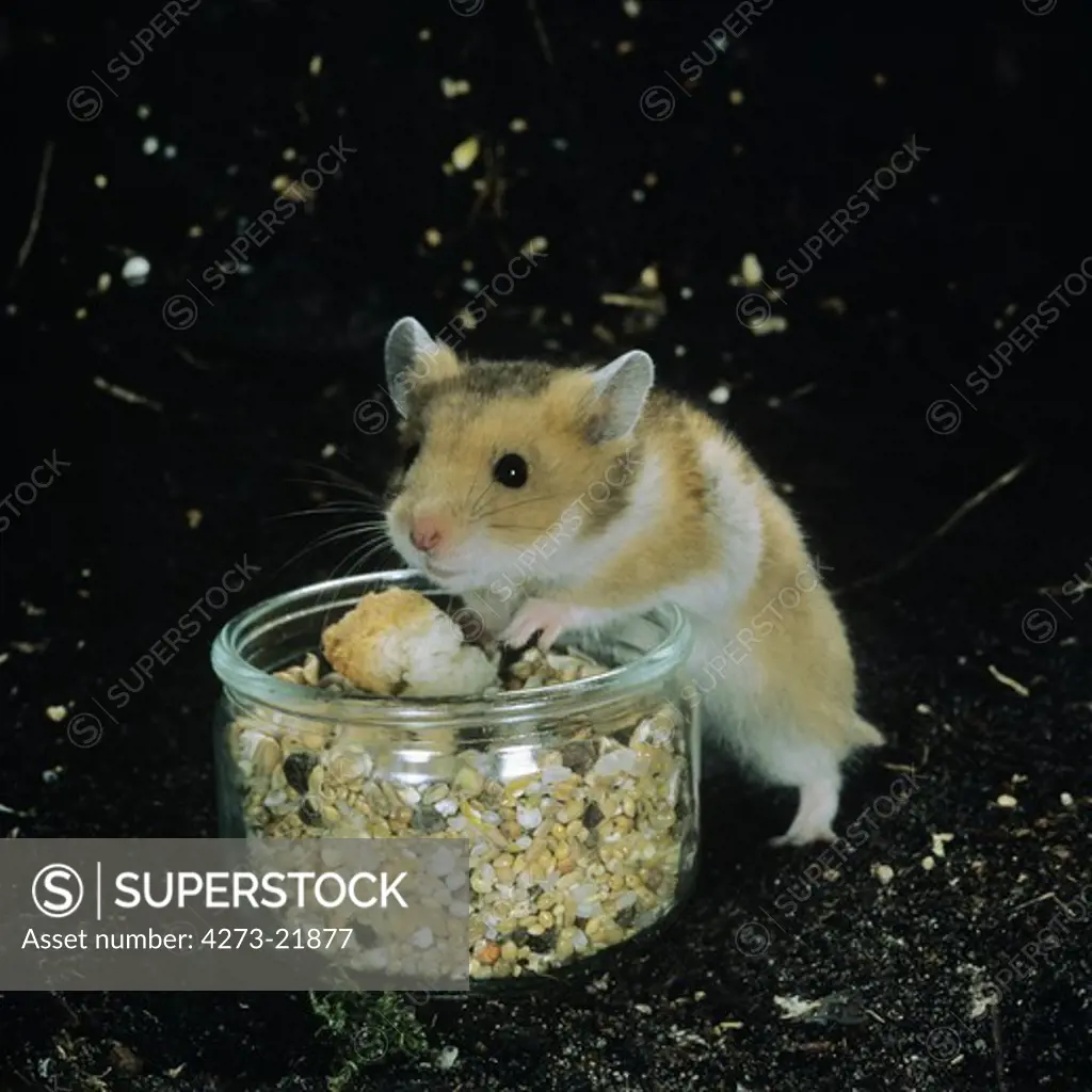 Golden Hamster, mesocricetus auratus Eating Seeds