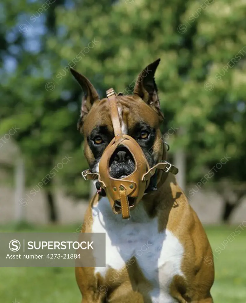 Muzzled Boxer Dog (old standard with Cut Ears)