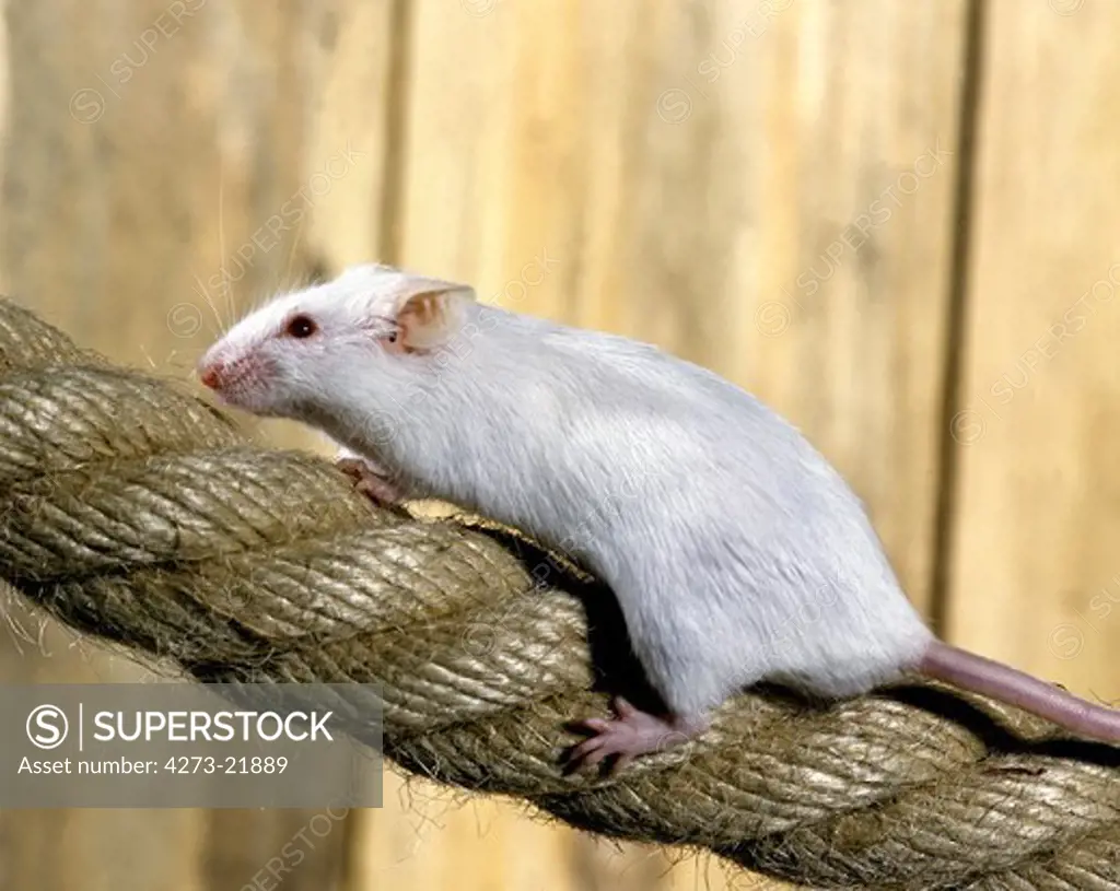 White Mouse, mus musculus, Adult standing on Rope